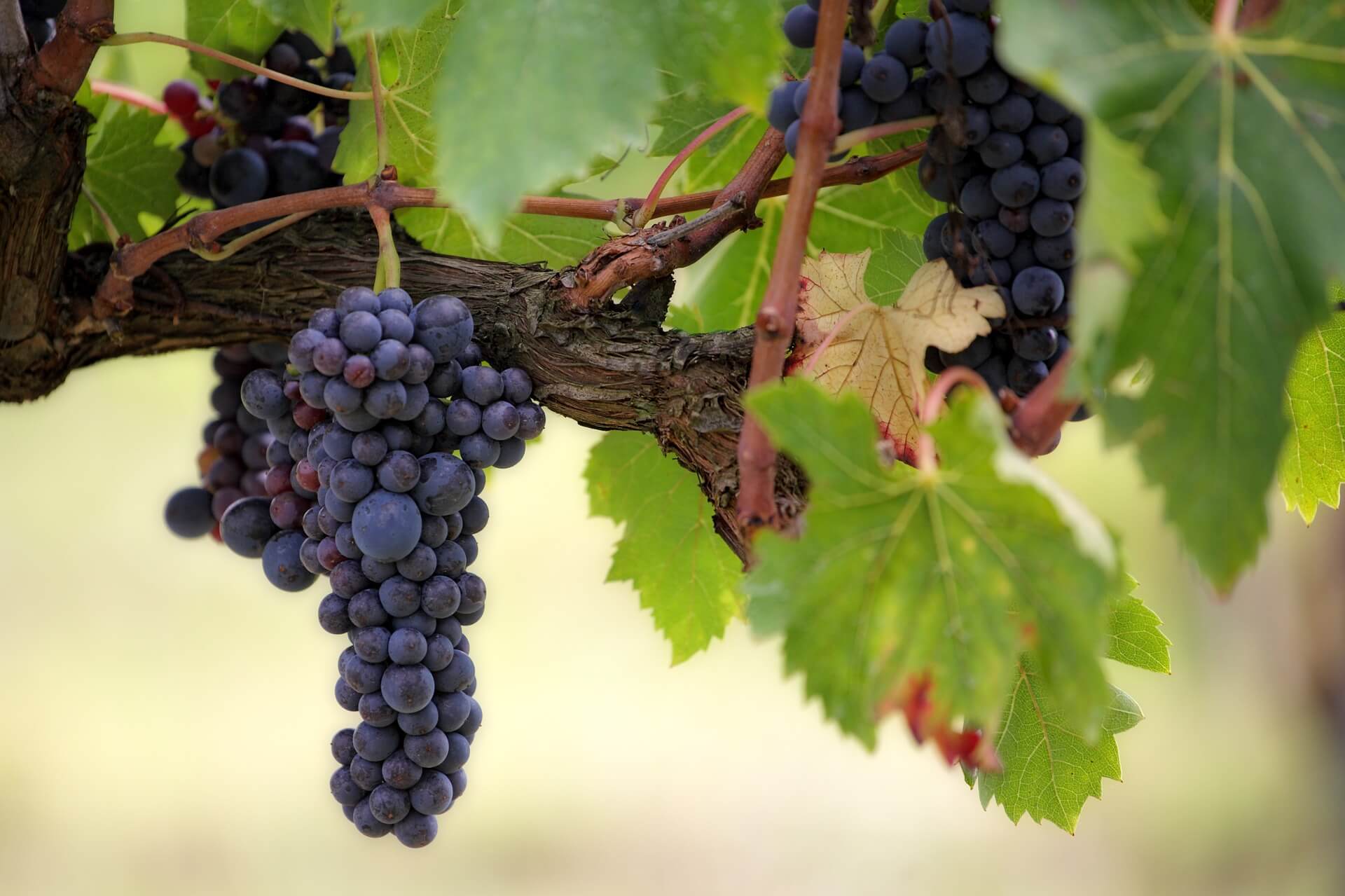 Winery Insurance Tigard, Oregon